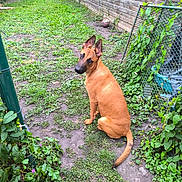 Arthemis a rejoint le concours — aidez-le/la à gagner de superbes lots ! dog, brown_dog, ears, grass, backyard, plants, fence, basketball, greenery, outdoor, pet, sitting, curious, canine, nature, garden, yard, animal, leaves, ground