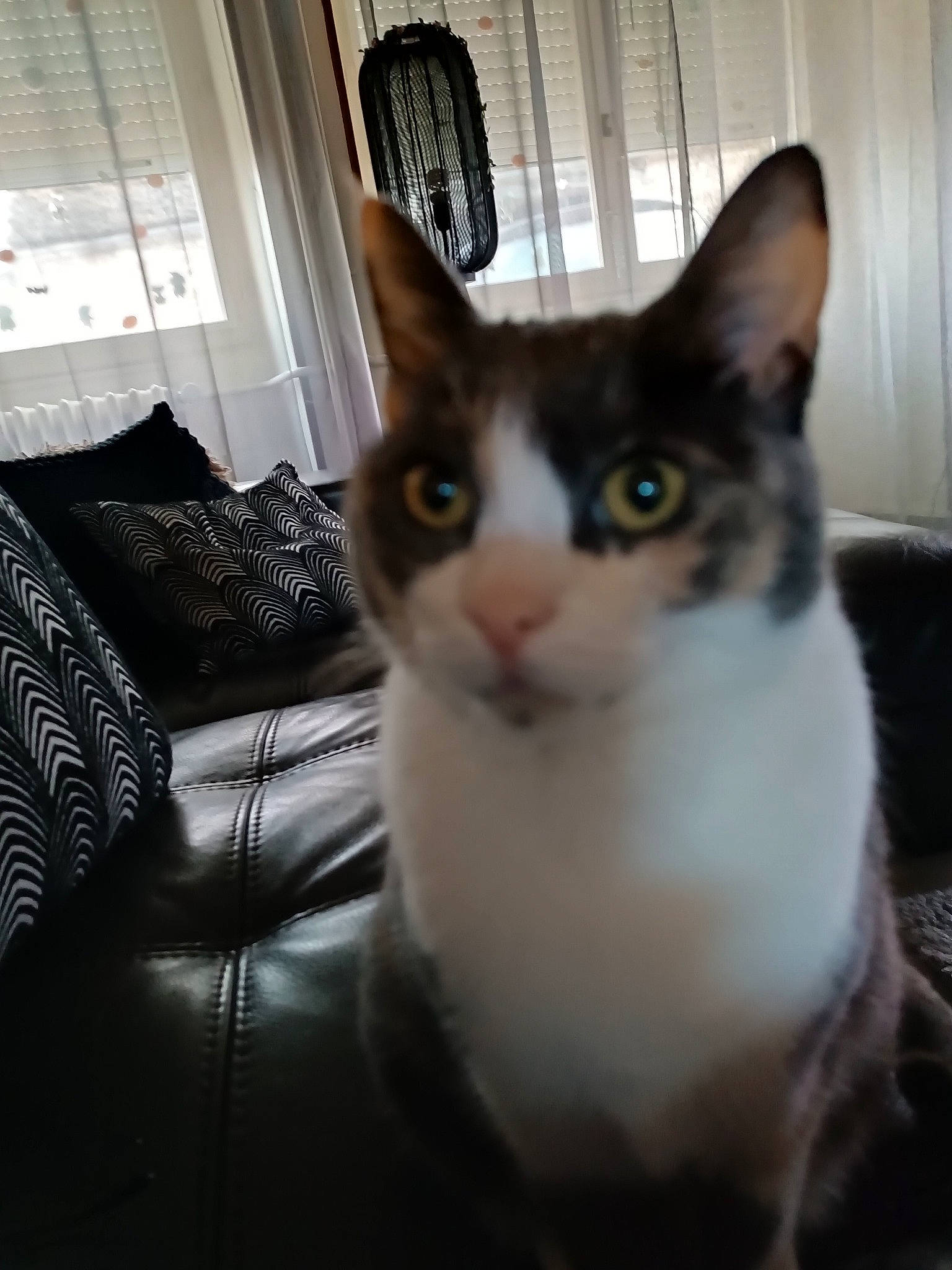 Précieuse participe au concours pour gagner de l'argent avec cette photo : box, carnivore, cat, comfort, couch, domestic_short_haired_cat, felidae, fur, hardwood, paw, room, small_to_medium_sized_cats, snout, tail, whiskers, window, window_blind, window_treatment, wood