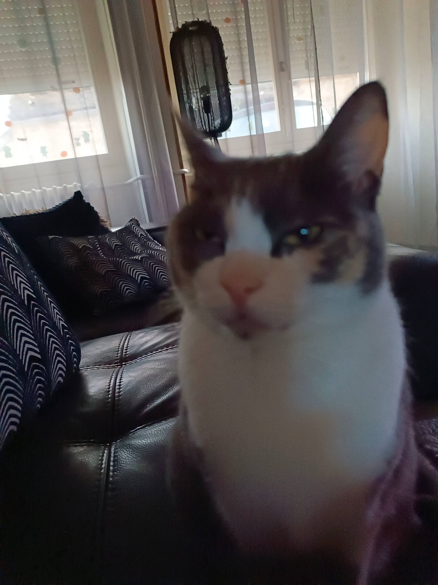 Précieuse a rejoint le concours — aidez-le/la à gagner de superbes lots ! carnivore, cat, comfort, couch, domestic_short_haired_cat, door, felidae, flooring, fur, hardwood, room, small_to_medium_sized_cats, snout, square, tail, whiskers, window, wood