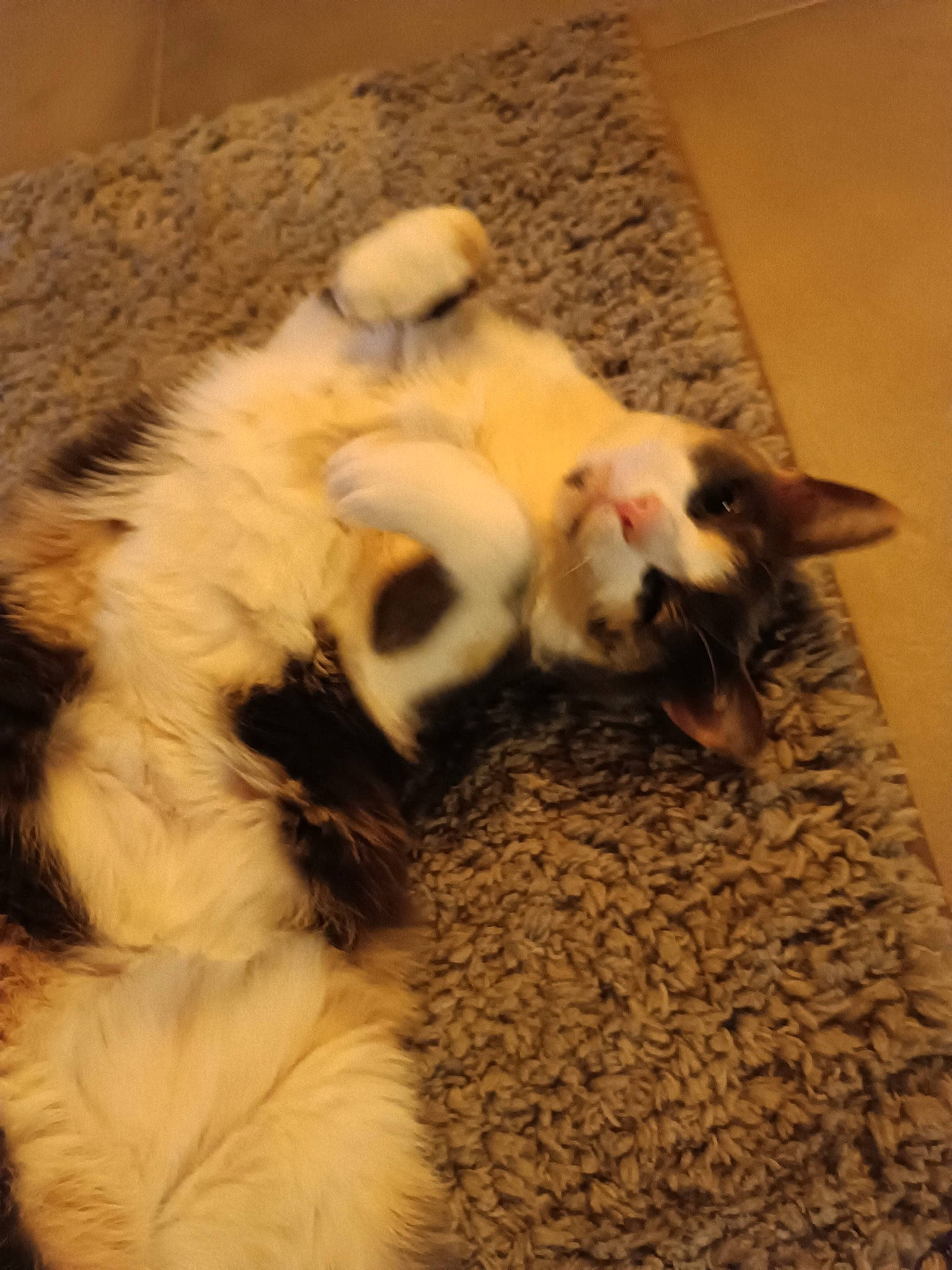 Precieuce participe au concours pour gagner de l'argent avec cette photo : carnivore, cat, claw, comfort, companion_dog, dog_breed, domestic_short_haired_cat, fang, felidae, flooring, fur, hardwood, paw, room, small_to_medium_sized_cats, tail, terrestrial_animal, whiskers, wood