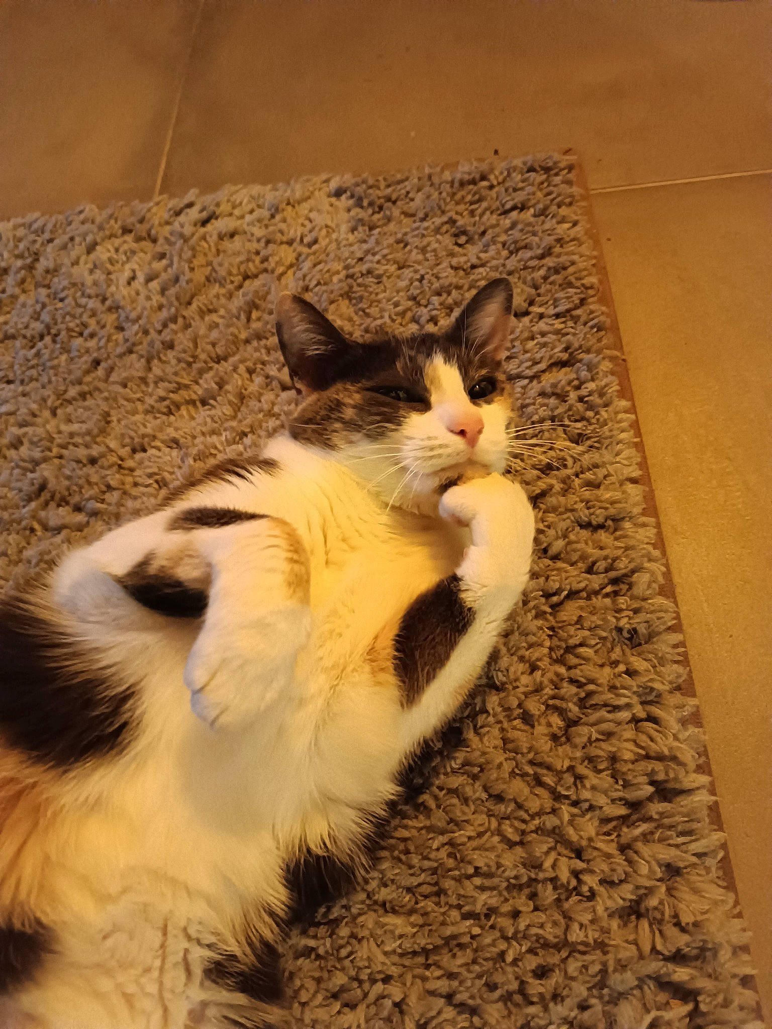 Precieuce participe au concours pour gagner de l'argent avec cette photo : canidae, carnivore, cat, domestic_short_haired_cat, felidae, flooring, foot, fur, hardwood, human_leg, paw, plant, shadow, small_to_medium_sized_cats, snout, tail, terrestrial_animal, tree, whiskers, wood