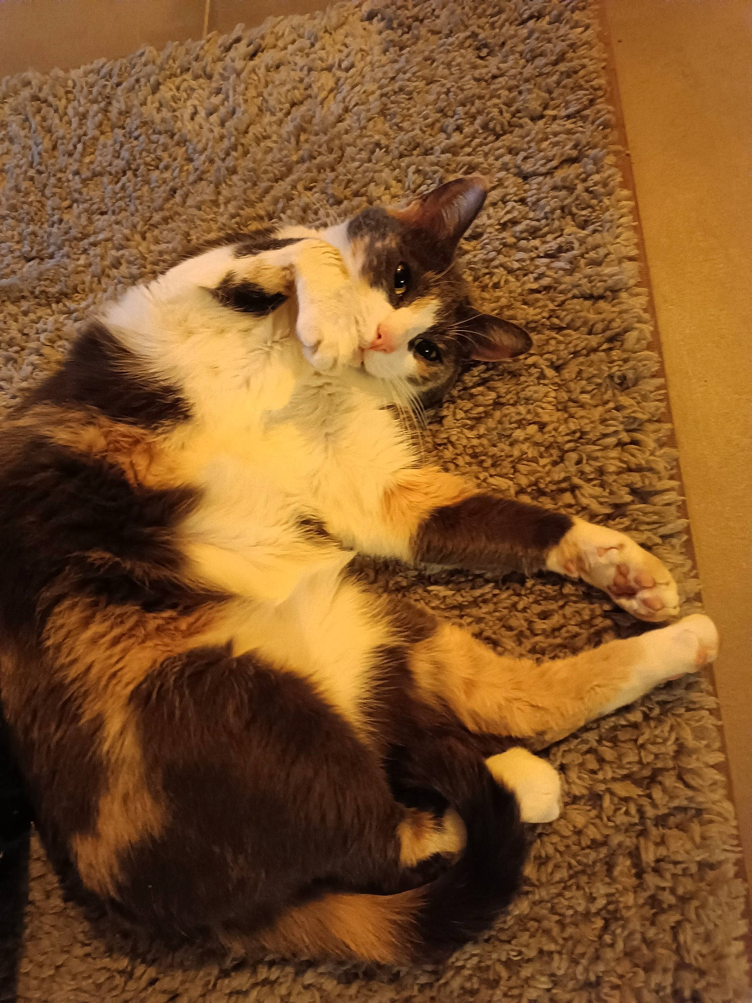 Precieuce a rejoint le concours — aidez-le/la à gagner de superbes lots ! carnivore, cat, claw, comfort, domestic_short_haired_cat, fawn, felidae, flooring, foot, fur, hardwood, paw, plant, small_to_medium_sized_cats, tail, terrestrial_animal, whiskers, wood