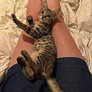 Sonic is registered to the contest to win money with this photo: animal, bed, blanket, cat, cute, domestic, fur, indoor, kitten, lap, legs, person, pet, playful, relaxed, shorts, skin, tabby, whiskers, young