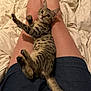 animal, bed, blanket, cat, cute, domestic, fur, indoor, kitten, lap, legs, person, pet, playful, relaxed, shorts, skin, tabby, whiskers, young