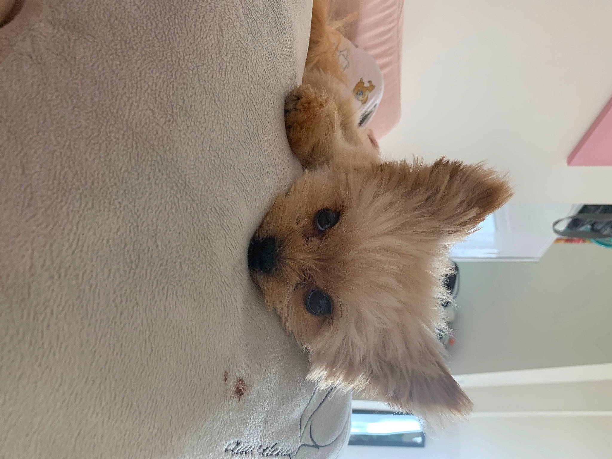 Ralph participe au concours pour gagner de l'argent avec cette photo : canidae, carnivore, companion_dog, dog_breed, event, fawn, felidae, flooring, fur, hardwood, mouse, rodent, small_to_medium_sized_cats, snout, sporting_group, stuffed_toy, toy_dog, tree, whiskers, wood