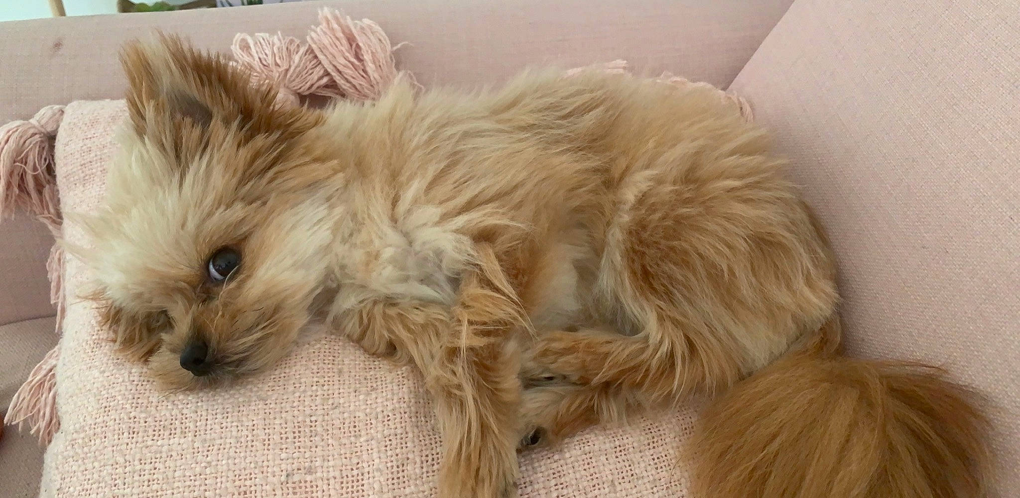 Ralph a rejoint le concours — aidez-le/la à gagner de superbes lots ! canidae, carnivore, comfort, companion_dog, dog, dog_breed, fawn, felidae, fur, liver, paw, small_terrier, small_to_medium_sized_cats, snout, sporting_group, tail, terrestrial_animal, terrier, toy_dog, whiskers