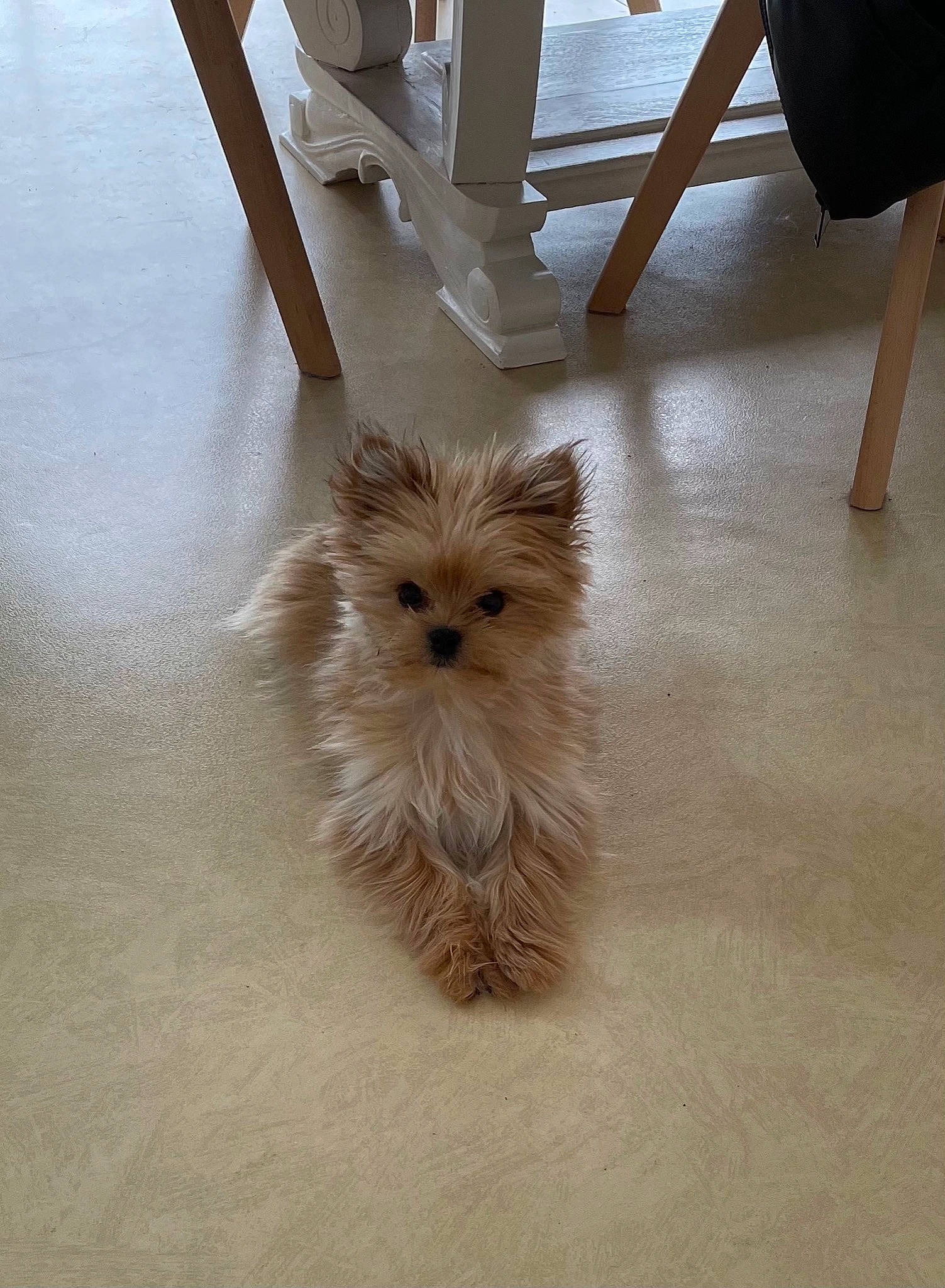 Ralph a rejoint le concours — aidez-le/la à gagner de superbes lots ! carnivore, companion_dog, dog_breed, fawn, felidae, floor, flooring, fur, german_spitz, hardwood, liver, paw, small_terrier, small_to_medium_sized_cats, spitz, tail, toy_dog, whiskers, wood, working_animal