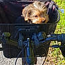 puppy, dog, bicycle, basket, outdoor, sunlight, path, greenery, handlebars, pet, cute, fur, animal, nature, transport, daytime, leaves, walking, travel, adventure