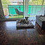 Jet a rejoint le concours — aidez-le/la à gagner de superbes lots ! dog, living_room, pillow, floor, curtains, balcony, chair, table, blanket, plant, window, sunlight, indoor, furniture, pet, relaxed, cushion, greenery, home, interior