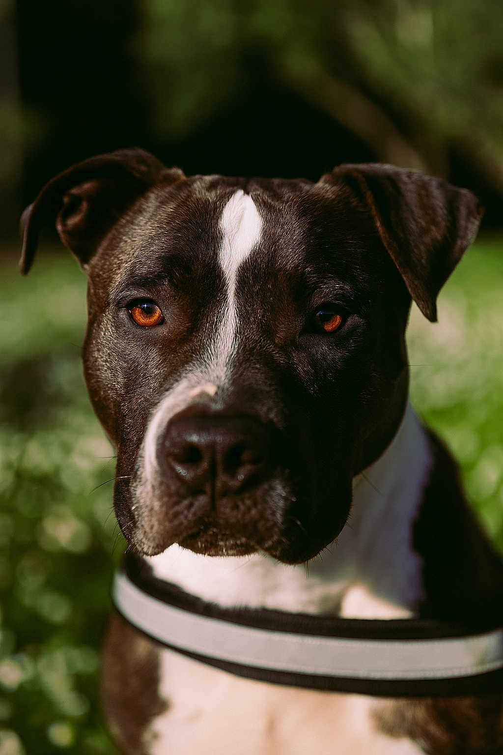 Jet participe au concours pour gagner de l'argent avec cette photo : dog, portrait, close_up, amber_eyes, white_stripe, black_fur, outdoor, nature, pet, animal, collar, focused, background_blur, muzzle, ears, canine, expression, sunlight, fur_texture, headshot