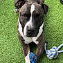 Jet participe au concours pour gagner de l'argent avec cette photo : dog, brindle, rope_toy, artificial_grass, pet, animal, playful, paw, toy, outdoor, canine, brown, white, close_up, looking_at_camera, resting, grass, fur, pet_toy, domestic_animal