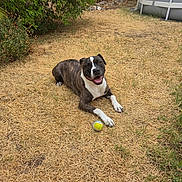 Jet participe au concours pour gagner de l'argent avec cette photo : dog, brindle, tennis_ball, dry_grass, outdoor, smiling, pet, canine, playful, lying_down, greenery, backyard, pool, happy, animal, nature, summer, tongue_out, white_markings, fence