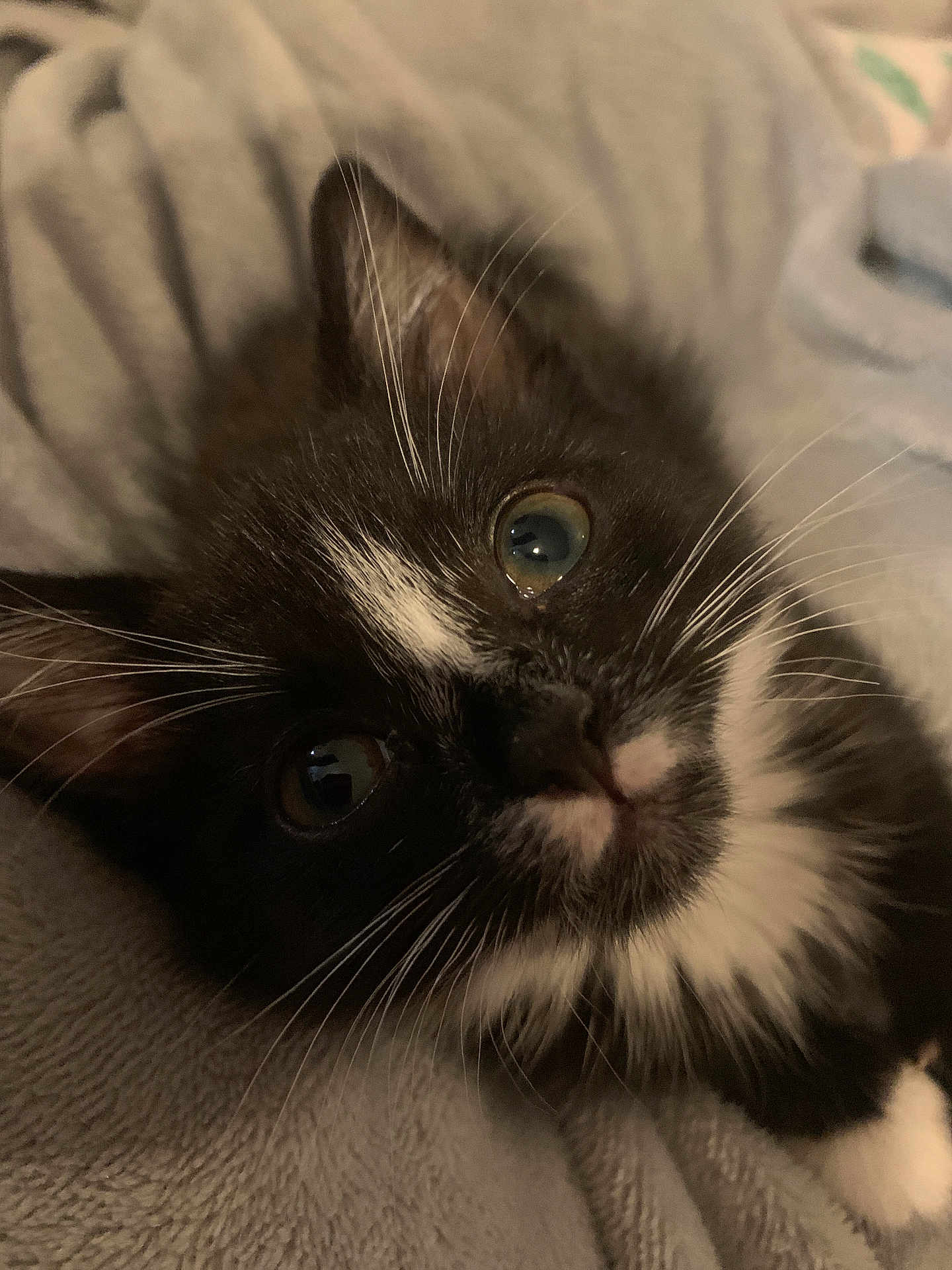 Mabel is registered to the contest to win money with this photo: kitten, cat, black_and_white, close_up, whiskers, eyes, fur, pet, cute, sleeping, blanket, cozy, soft, animal, indoor, young, domestic, feline, nose, paw