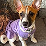 Karma is registered to the contest to win money with this photo: animal, black_nose, brown, collar, couch, curious, cute, dog, domestic_animal, ears, furniture, indoor, looking_up, pet, portrait, puppy, purple_dress, sitting, small_dog, white