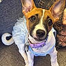 Karma joined the competition — help win amazing prizes! attentive, blue_outfit, brown_and_white, close_up, collar, couch, cute, dog, ears_up, fur, indoor, looking_up, nose, pet, puppy, ruffled_skirt, sitting, small_dog, tail, whiskers