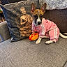 Karma is registered to the contest to win money with this photo: dog, puppy, pink_tracksuit, plush_toy, hot_dog_toy, couch, pillow, buddha_design, indoor, ears, pet, cute, seated, furniture, cozy, living_room, toy, animal, expression, soft_lighting