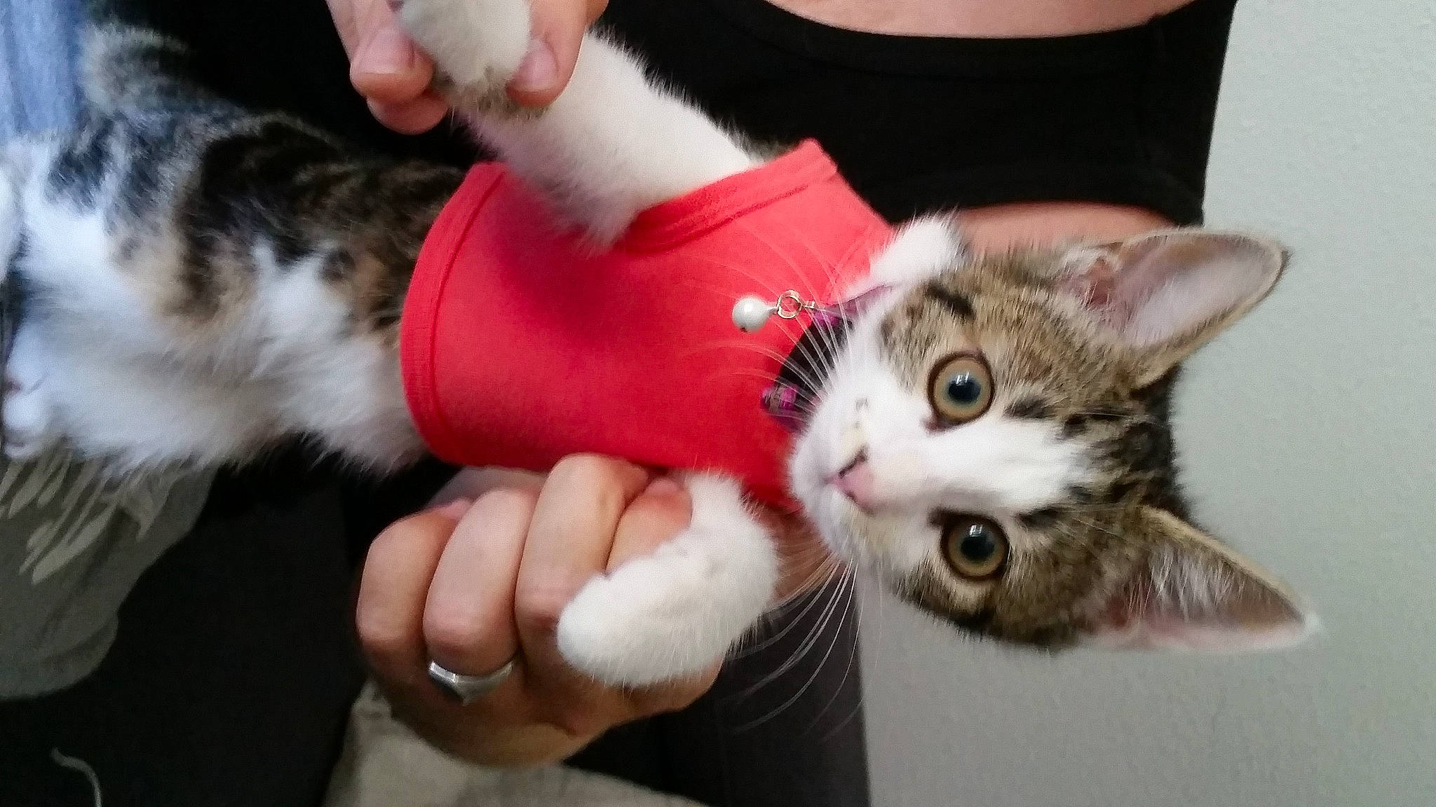 Kiara a rejoint le concours — aidez-le/la à gagner de superbes lots ! carnivore, cat, companion_dog, domestic_short_haired_cat, ear, fawn, felidae, finger, fur, gesture, hand, lap, mammal, nail, paw, small_to_medium_sized_cats, snout, tail, vertebrate, whiskers