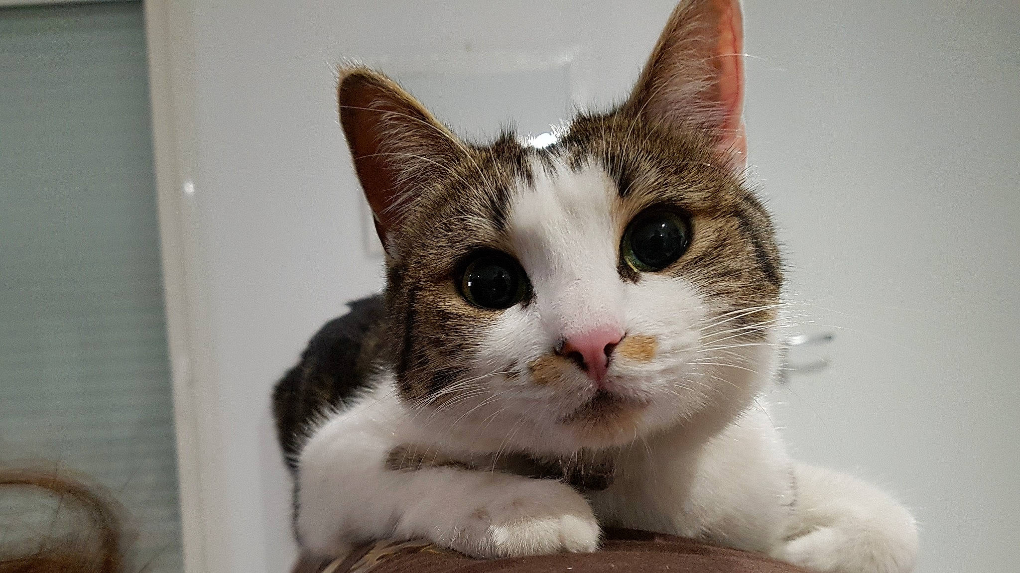 Kiara participe au concours pour gagner de l'argent avec cette photo : box, carnivore, cat, cat_furniture, domestic_short_haired_cat, ear, eye, felidae, fur, head, paw, small_to_medium_sized_cats, snout, tail, whiskers, window