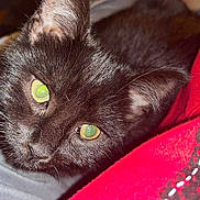Marzie joined the competition — help win amazing prizes! black_cat, kitten, close_up, pet, animal, feline, bed, blanket, gray_sheet, red_blanket, whiskers, ears, eyes, cute, domestic_animal, indoor, sleeping_area, resting, fur, young_cat