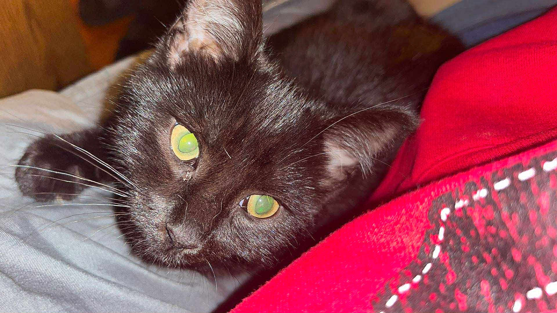 Marzie joined the competition — help win amazing prizes! black_cat, kitten, close_up, pet, animal, feline, bed, blanket, gray_sheet, red_blanket, whiskers, ears, eyes, cute, domestic_animal, indoor, sleeping_area, resting, fur, young_cat