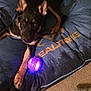 Rylee joined the competition — help win amazing prizes! dog, puppy, toy, glowing, bed, blue_bed, indoor, carpet, floor, pet, animal, black_and_tan, playful, lying_down, ears_up, curious, resting, pet_bed, household, domestic