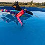 Rylee joined the competition — help win amazing prizes! dog, pool, water, float, outdoor, backyard, summer, relaxing, animal, nature, sky, trees, blue, sunlight, daytime, recreation, pet, calm, leisure, floating