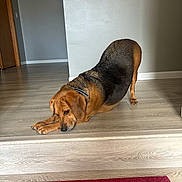 Lucy is registered to the contest to win money with this photo: dog, stretching, indoor, wooden_floor, red_rug, collar, pet, relaxed, brown_dog, black_and_brown_fur, step, minimalistic, home, flooring, animal, canine, domestic_animal, quiet, resting, calm