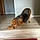 Lucy