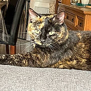 Sally participe au concours pour gagner de l'argent avec cette photo : cat, tortoiseshell_cat, indoor, furniture, couch, yellow_eyes, pet, animal, resting, portrait, whiskers, ears, wooden_furniture, home, cozy, relaxed, feline, closeup, domestic_cat, living_room