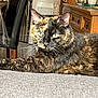 cat, tortoiseshell_cat, indoor, furniture, couch, yellow_eyes, pet, animal, resting, portrait, whiskers, ears, wooden_furniture, home, cozy, relaxed, feline, closeup, domestic_cat, living_room