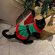 Bagheera a rejoint le concours — aidez-le/la à gagner de superbes lots ! animal, black_cat, celebration, christmas, christmas_decor, christmas_tree, costume, curious_cat, cute, decorations, domestic_cat, feline, festive_clothing, holiday_outfit, household, indoor, pet, red_and_green, tile_floor, wrapped_presents