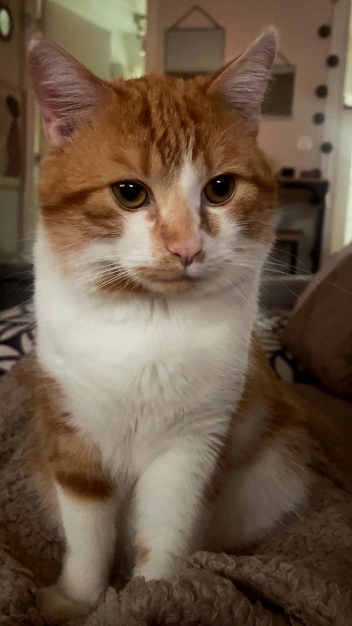 Rouky participe au concours pour gagner de l'argent avec cette photo : carnivore, cat, domestic_short_haired_cat, fawn, felidae, fur, pet_supply, small_to_medium_sized_cats, snout, tail, terrestrial_animal, whiskers, window