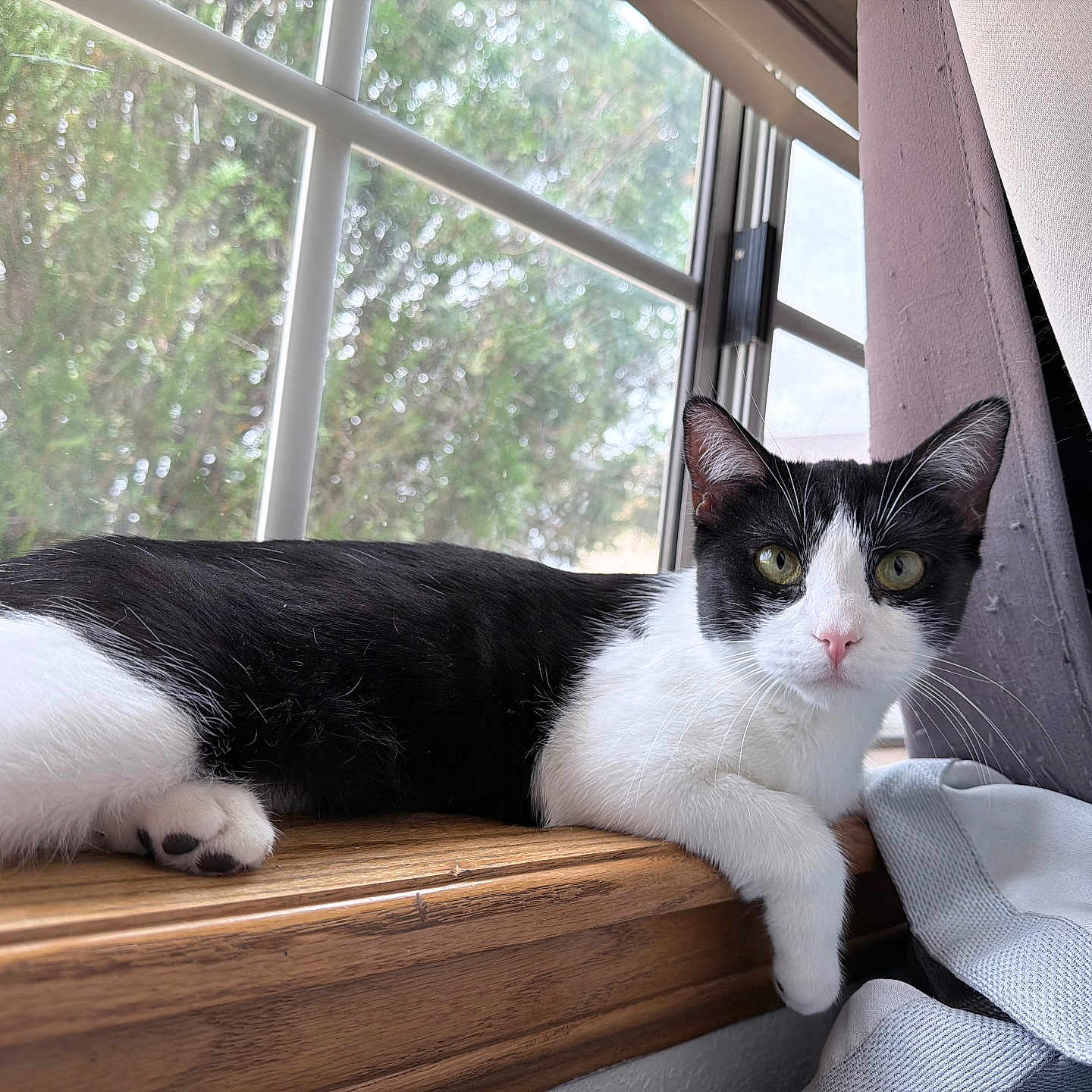 Sophia is registered to the contest to win money with this photo: cat, black_and_white, windowsill, window, curtain, indoor, pet, animal, feline, relaxed, looking_at_camera, green_eyes, wood, natural_light, domestic, whiskers, paw, resting, side_view, cozy