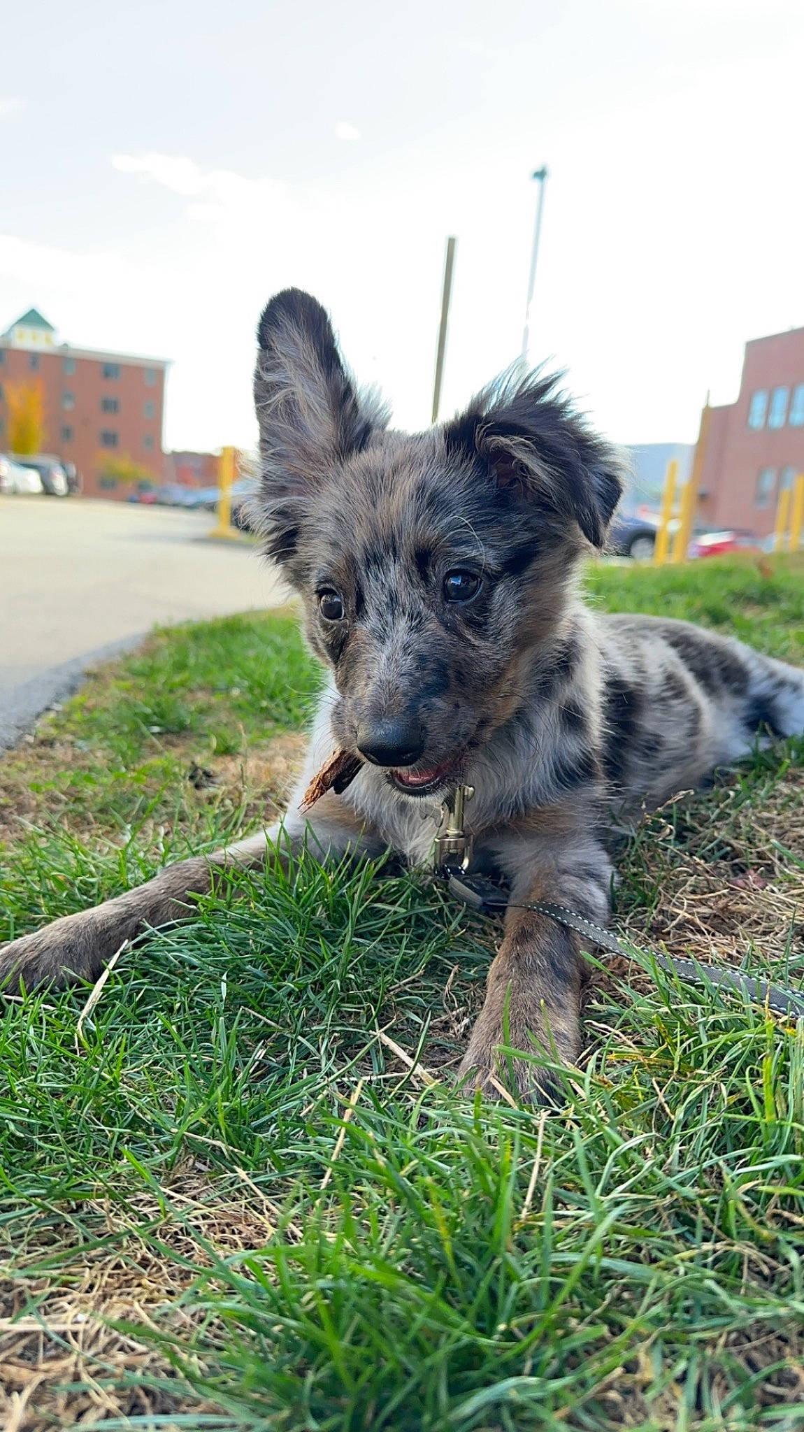 Astro is registered to the contest to win money with this photo: canidae, carnivore, cloud, companion_dog, dog, dog_breed, fawn, fur, grass, plant, sky, small_terrier, snout, sporting_group, tail, terrestrial_animal, terrier, water_dog, working_animal, working_dog