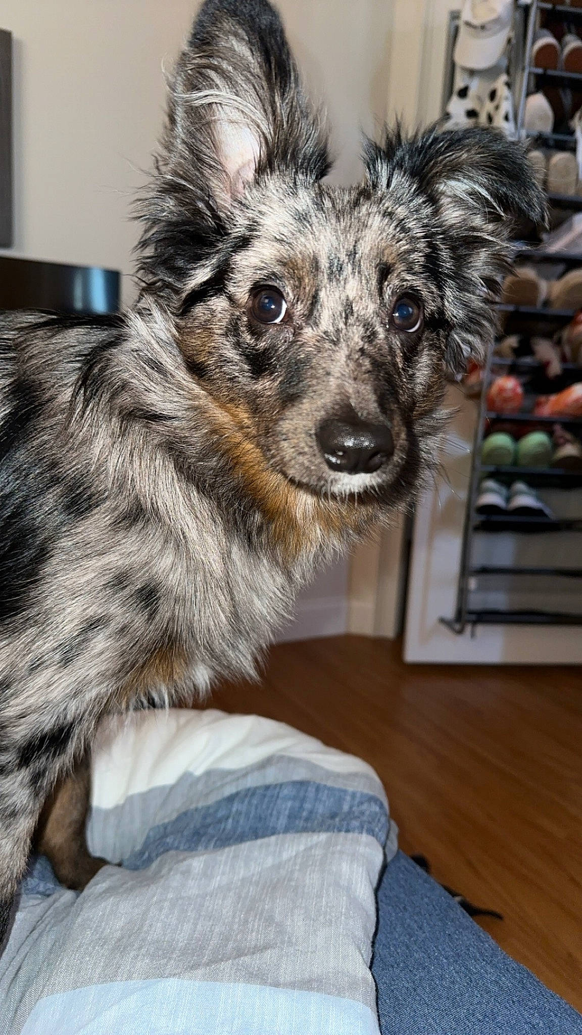 Astro is registered to the contest to win money with this photo: canidae, carnivore, companion_dog, dog, dog_breed, ear, event, fur, hardwood, procyonidae, sporting_group, terrestrial_animal, whiskers, wildlife, wood