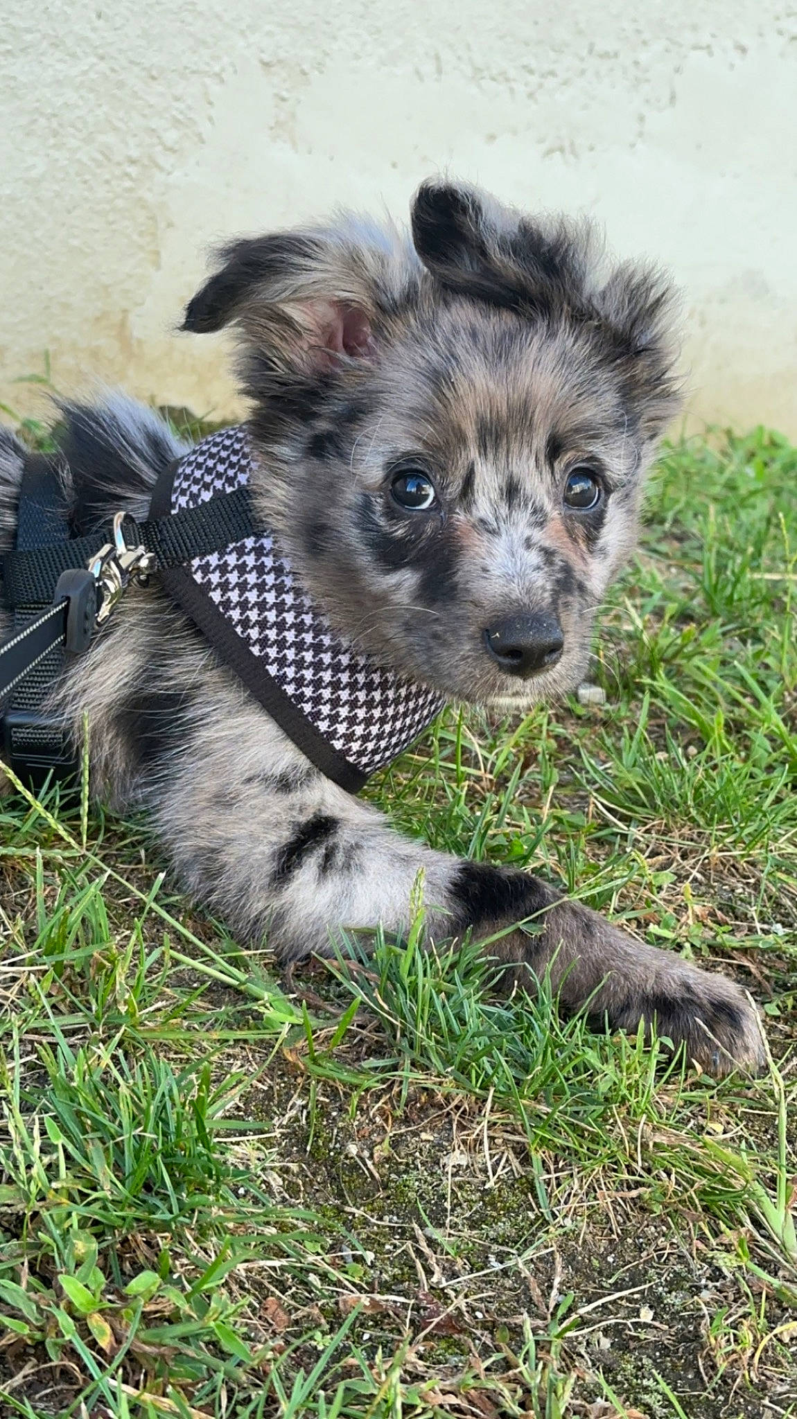 Astro is registered to the contest to win money with this photo: ancient_dog_breeds, canidae, carnivore, companion_dog, dog, dog_breed, fawn, fur, grass, plant, puppy, small_terrier, snout, sporting_group, terrestrial_animal, terrier, toy_dog, whiskers, working_animal, working_dog