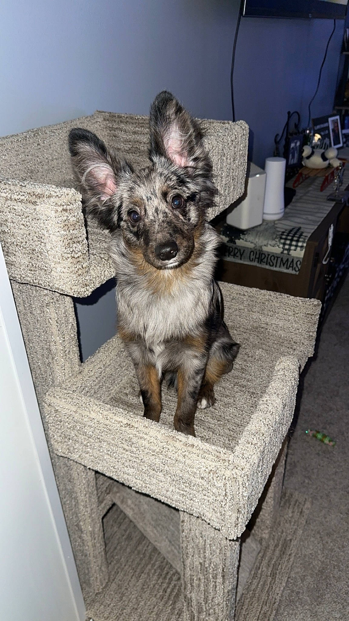 Astro joined the competition — help win amazing prizes! canidae, carnivore, companion_dog, dog, dog_breed, dog_supply, fawn, fur, grey, non_sporting_group, puppy, snout, sporting_group, table, tail, toy_dog, whiskers, working_animal