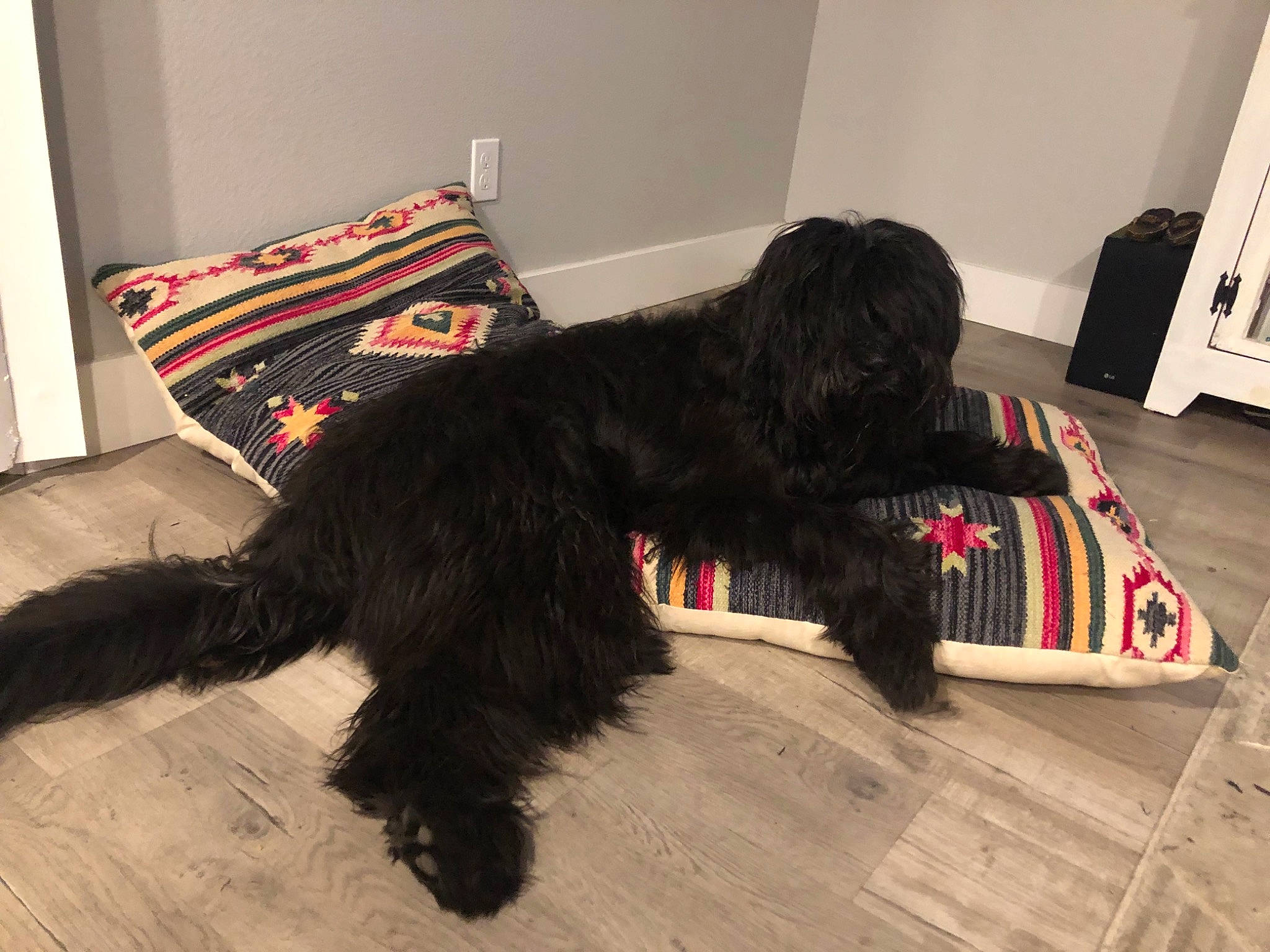 Bear joined the competition — help win amazing prizes! art, canidae, carmine, carnivore, comfort, companion_dog, dog, dog_breed, dog_supply, flooring, fur, grey, guard_dog, hardwood, liver, sporting_group, tail, terrier, water_dog, wood