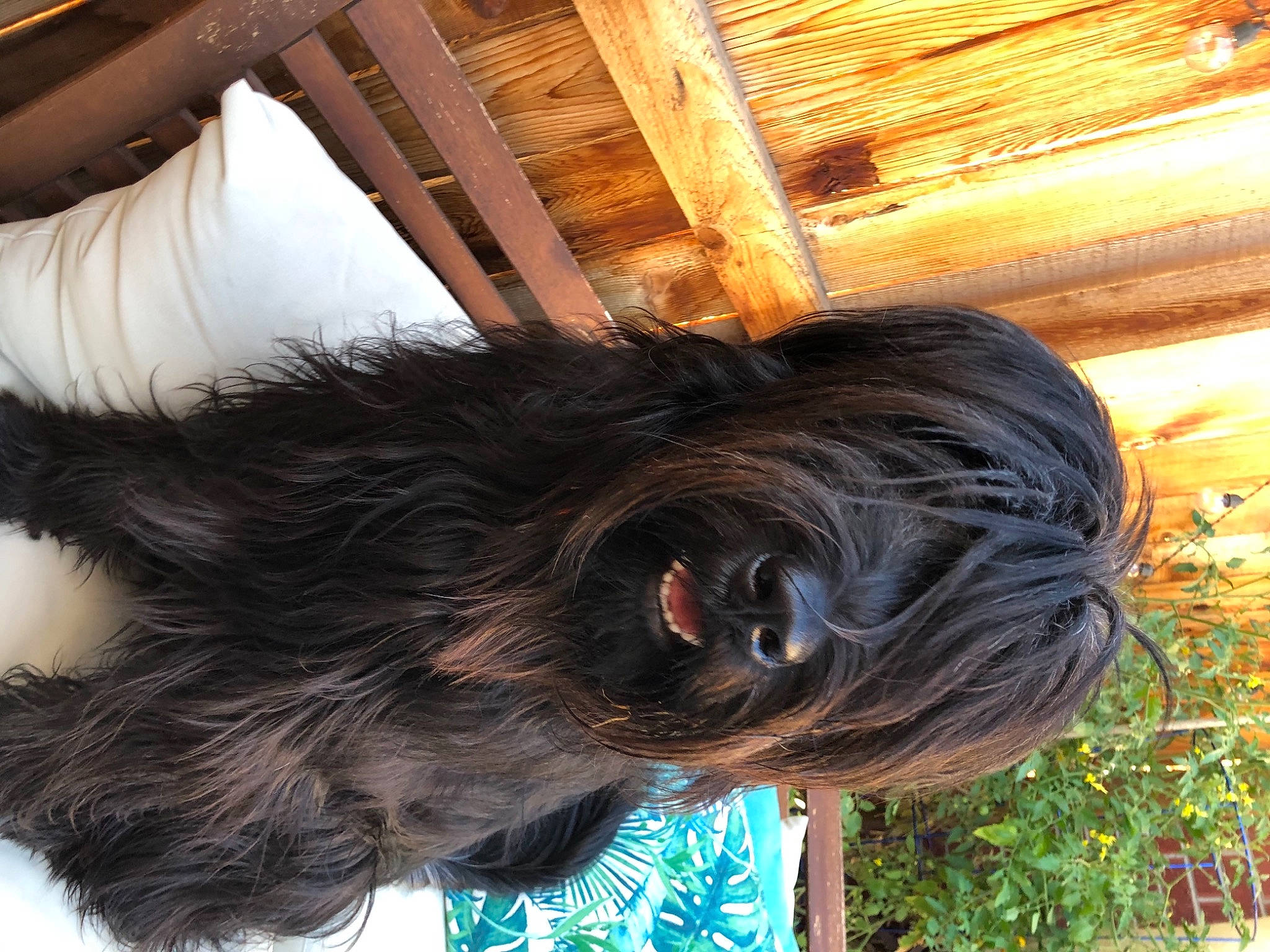 Bear joined the competition — help win amazing prizes! canidae, carnivore, collar, companion_dog, dog, dog_breed, dog_collar, fashion_accessory, fawn, liver, plant, snout, sporting_group, tail, terrier, toy_dog, water_dog, whiskers, wood, working_animal