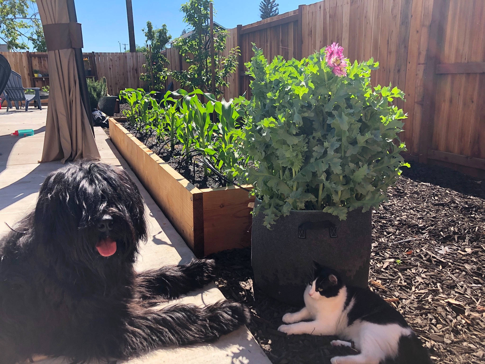 Bear joined the competition — help win amazing prizes! annual_plant, carnivore, cat, companion_dog, dog, dog_breed, fence, flower, flowerpot, garden, grass, green, landscape, landscaping, plant, shrub, sky, soil, sporting_group, tail