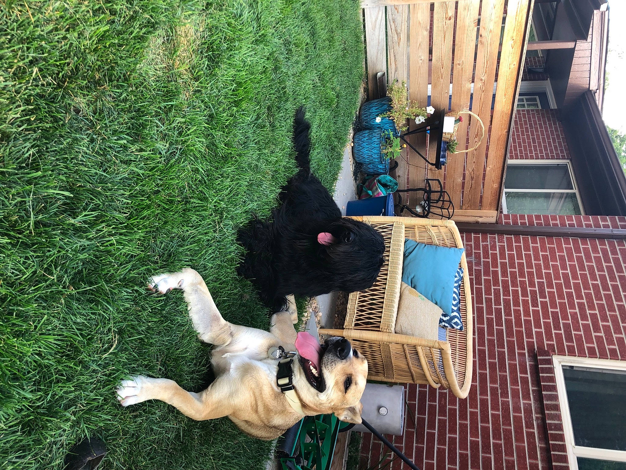 Bear is registered to the contest to win money with this photo: adventure, art, building, facade, fawn, fictional_character, grass, green, house, leisure, monument, plant, recreation, sculpture, statue, tail, tree, wall, window, wood