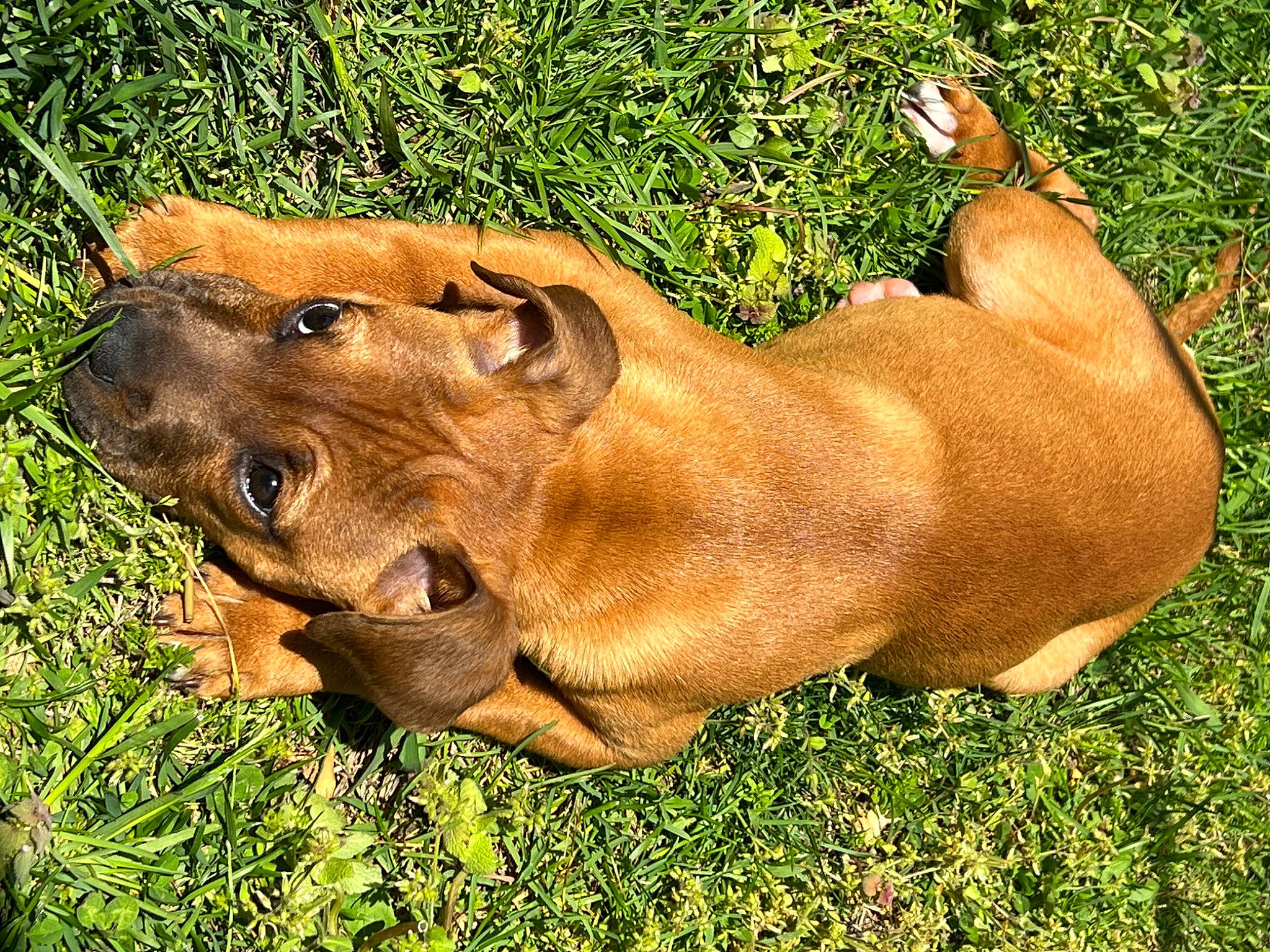 Estella joined the competition — help win amazing prizes! big_cats, bovine, canidae, carnivore, dog_breed, fawn, felidae, grass, grassland, lion, liver, livestock, mane, masai_lion, pasture, snout, sporting_group, terrestrial_animal, whiskers, working_animal