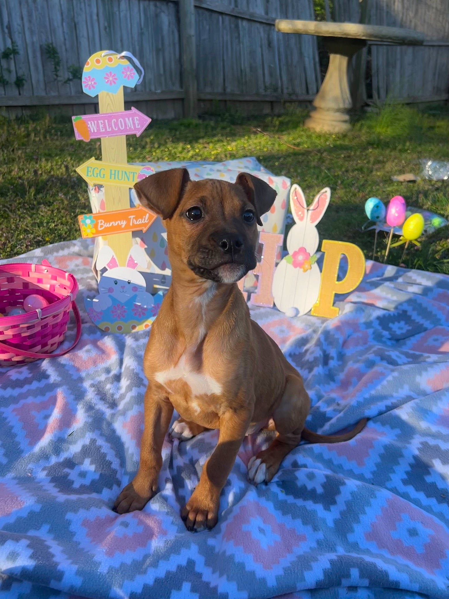 Estella joined the competition — help win amazing prizes! canidae, carnivore, collar, companion_dog, dog, dog_breed, dog_collar, dog_supply, fawn, grass, guard_dog, hat, leisure, pet_supply, plant, recreation, sporting_group, toy_dog, working_animal, working_dog