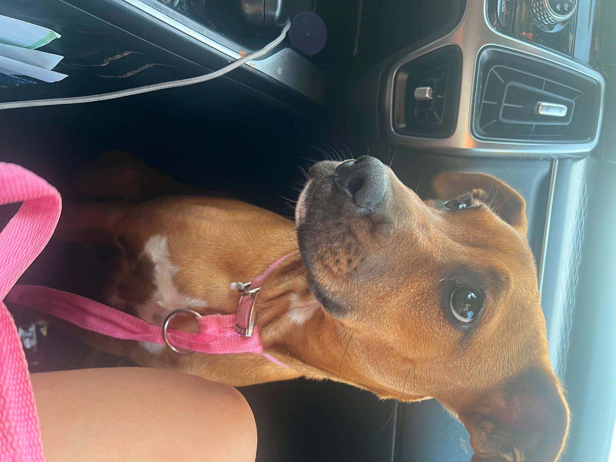 Estella joined the competition — help win amazing prizes! auto_part, car, car_seat, carnivore, collar, companion_dog, dog, dog_breed, ear, family_car, fawn, liver, mammal, pet_supply, snout, sporting_group, vehicle, vehicle_door, vertebrate, working_animal
