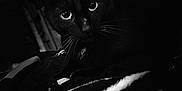 Meatball is registered to the contest to win money with this photo: black_cat, cat, animal, pet, indoors, dark, night, whiskers, eyes, face, fur, portrait, mammal, feline, closeup, looking, black, shadow, contrast, moody
