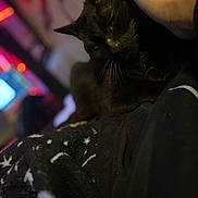 Meatball joined the competition — help win amazing prizes! black_cat, cat, pet, hand, nail_polish, blanket, celestial_pattern, stars, moon, indoor, cozy, blurred_background, soft_texture, feline, resting, warm_lighting, comfort, domestic_animal, close_up, relaxation