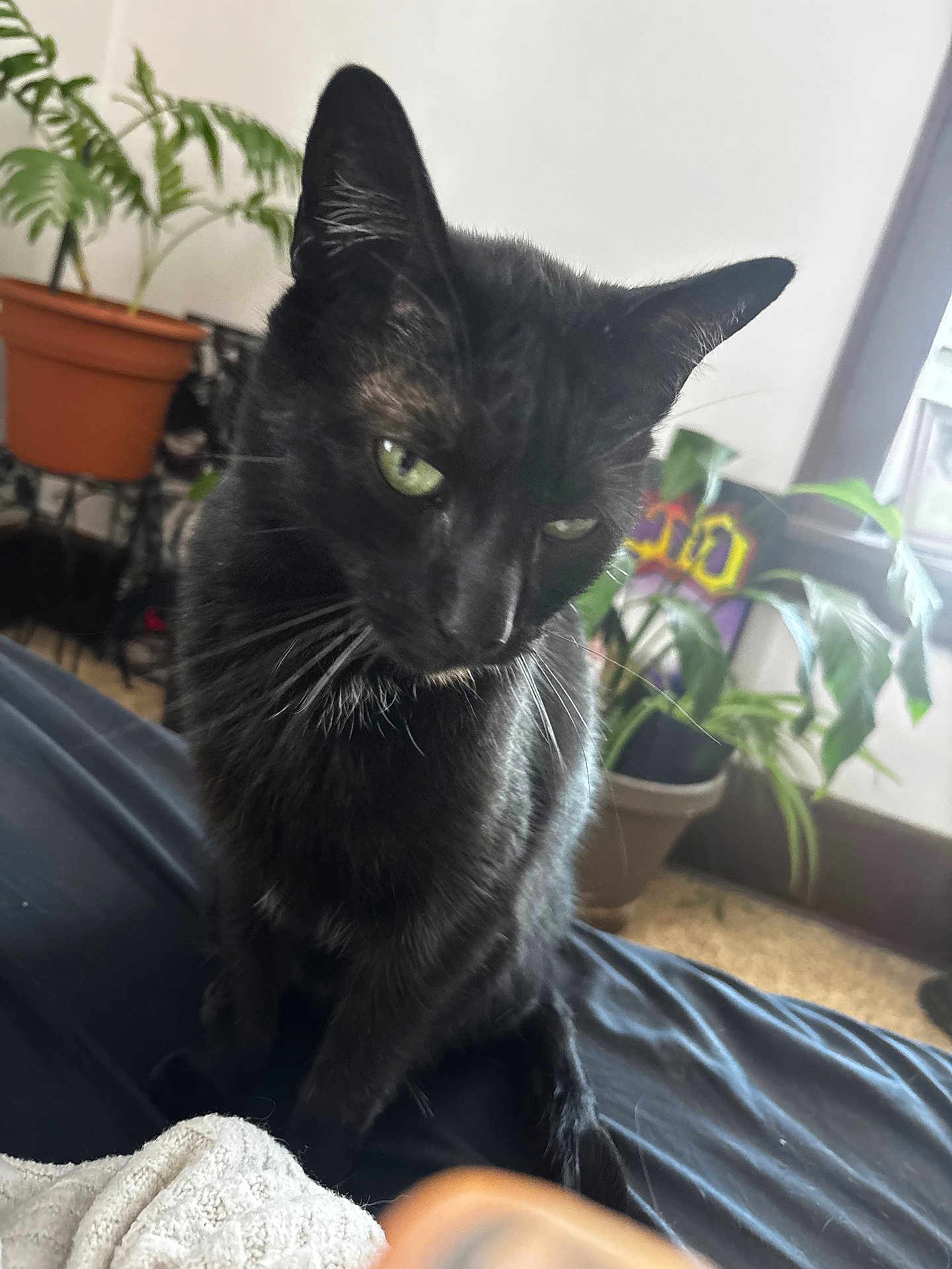 Meatball joined the competition — help win amazing prizes! black_cat, cat, pet, indoor, green_eyes, fur, whiskers, plant, potted_plant, home, cozy, curious, animal, feline, sitting, close_up, domestic_cat, black_fur, soft_light, background