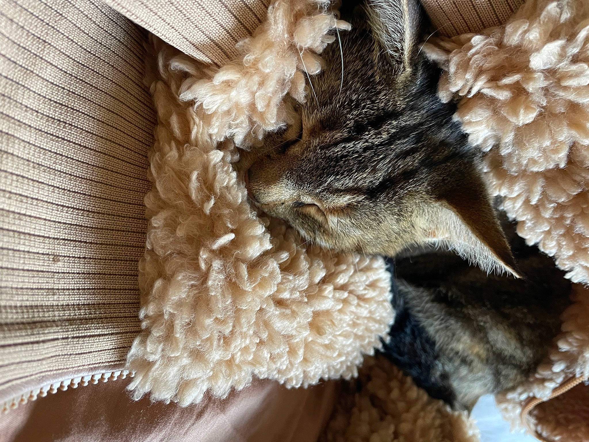 Janis a rejoint le concours — aidez-le/la à gagner de superbes lots ! beak, bird, bird_of_prey, claw, close_up, dress, falconiformes, fashion_accessory, feather, felidae, fur, galliformes, hair_accessory, natural_material, owl, phasianidae, small_to_medium_sized_cats, tail, wildlife, wing