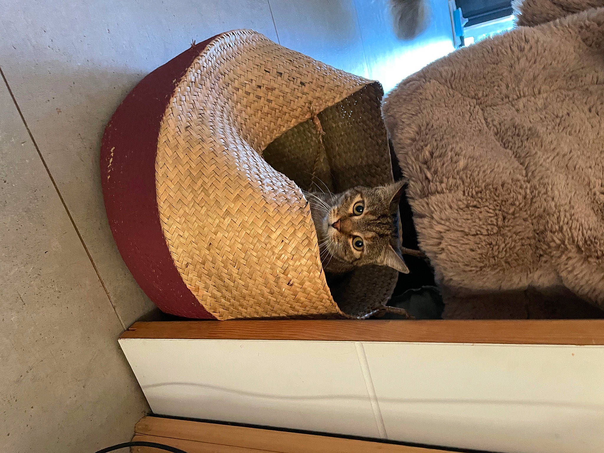 Janis participe au concours pour gagner de l'argent avec cette photo : art, artifact, carving, cat, circle, comfort, fawn, flooring, hardwood, metal, museum, pattern, plywood, rectangle, rock, sculpture, tints_and_shades, tourist_attraction, visual_arts, wood