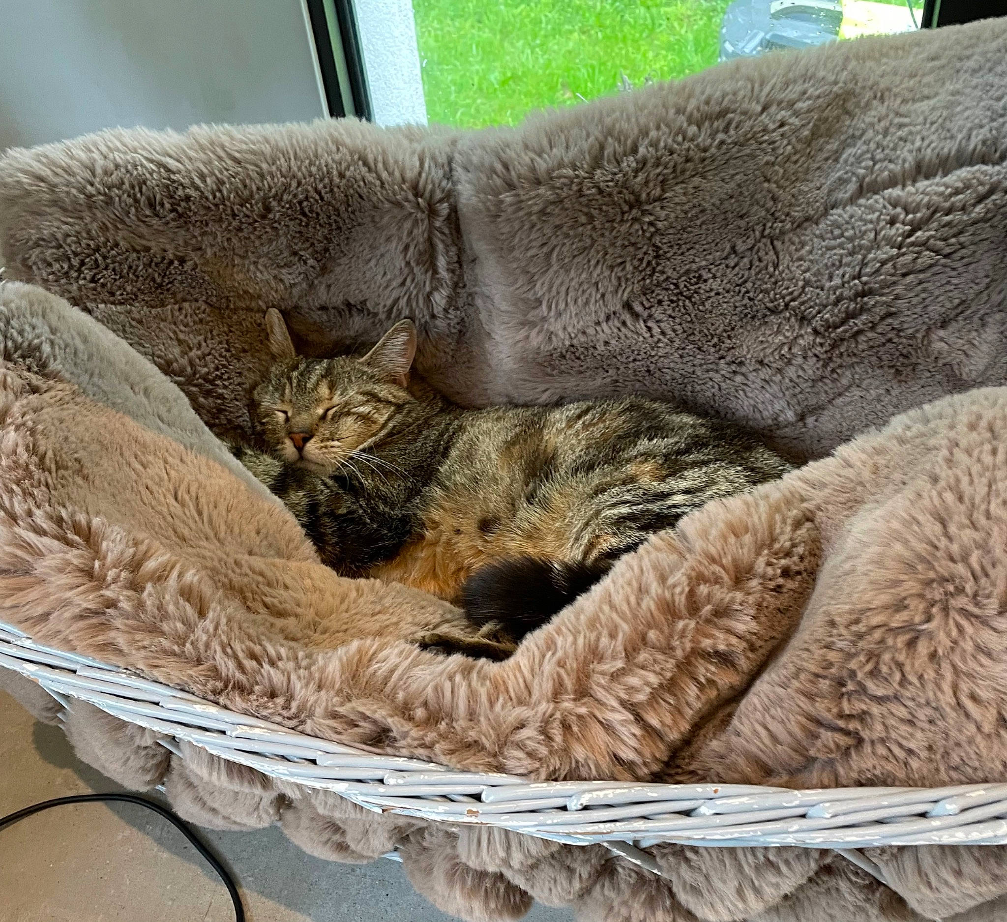 Janis participe au concours pour gagner de l'argent avec cette photo : basket, carnivore, cat, cat_bed, claw, comfort, domestic_short_haired_cat, fawn, felidae, fur, nap, small_to_medium_sized_cats, snout, storage_basket, tail, terrestrial_animal, whiskers, wicker, wildlife, wood